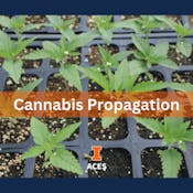 Cannabis Propagation